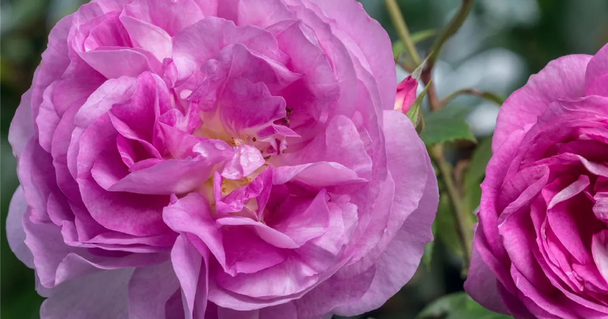 Rosa (Strauchrose) &amp;#39;Saphir®&amp;#39;