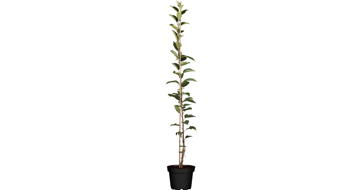 Malus (Apfel) 'Apistar'®