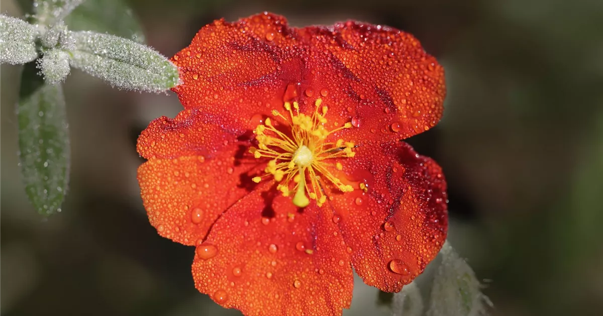 Helianthemum 'Red Orient'