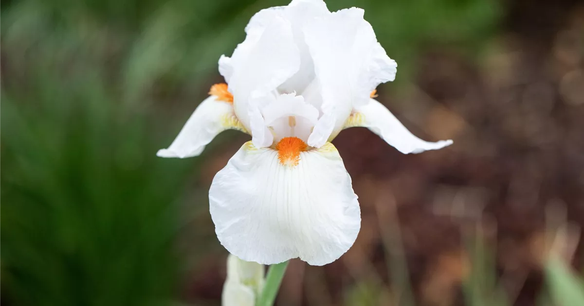 Iris (Germanica-Gruppe) weiss