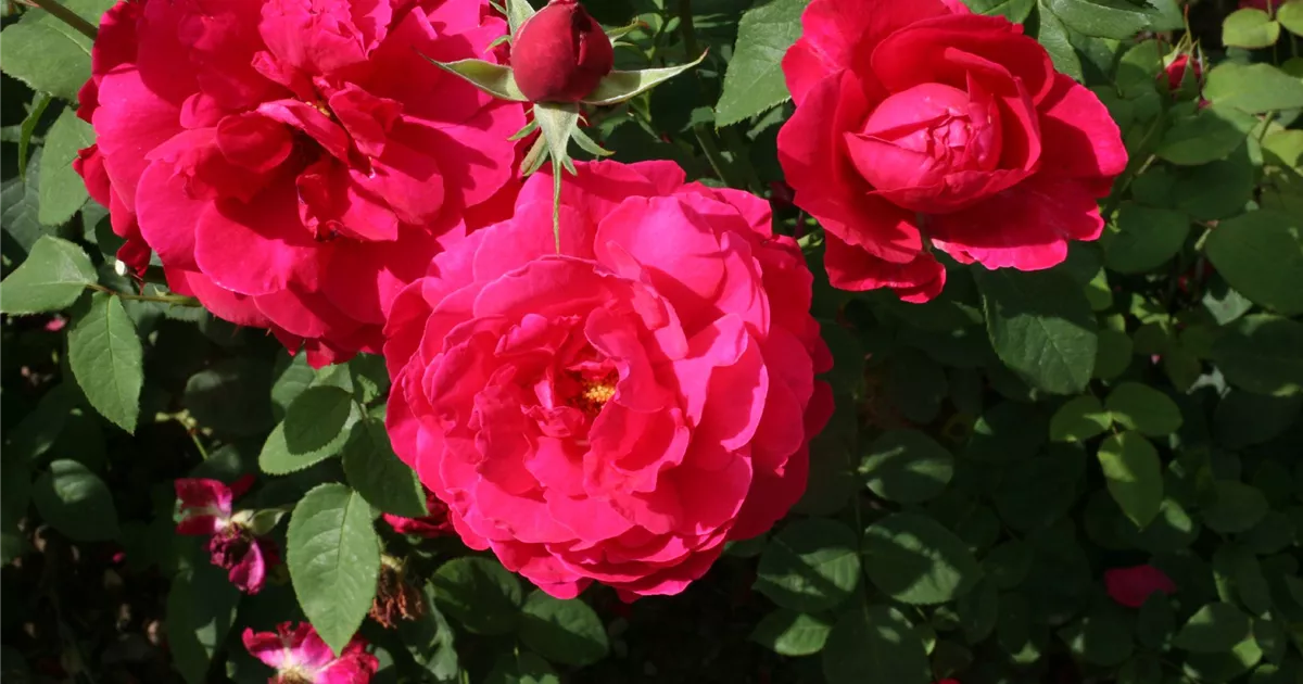 Rosa (Englische Rose) 'L.D. Braithwaite'®