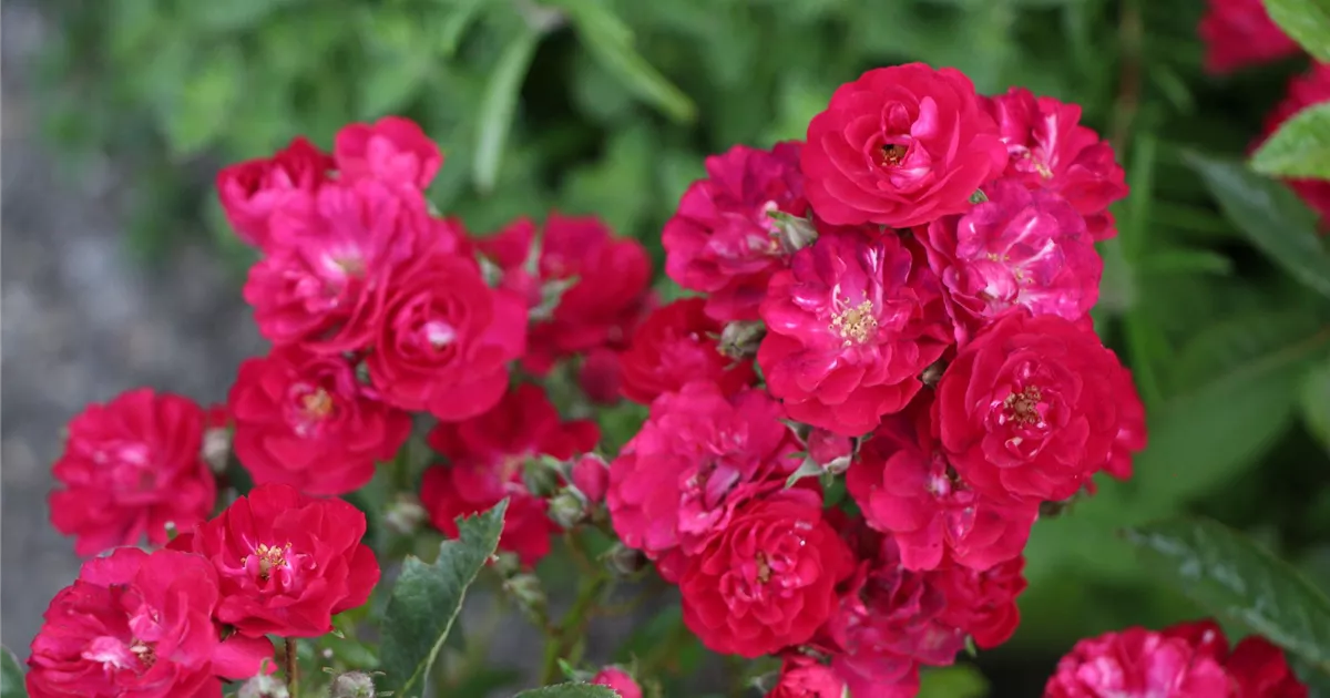 Rosa (Miniaturrose) 'Alberich'