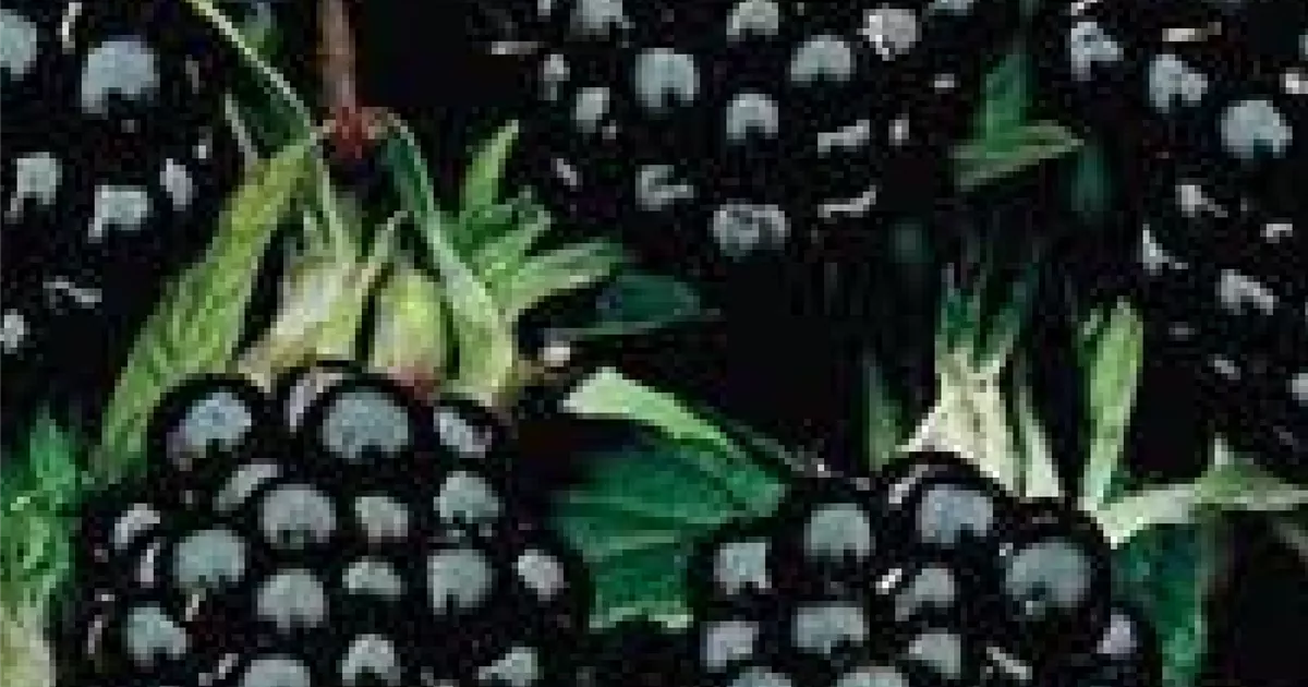 Rubus (Brombeere) 'Jumbo'