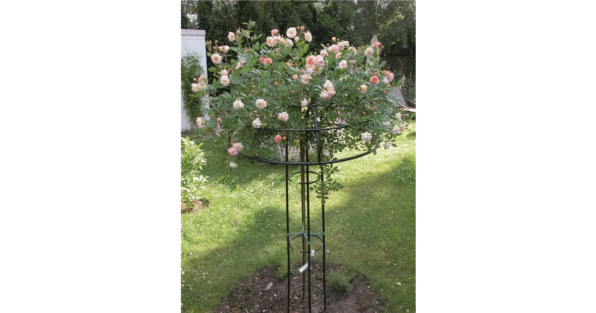 Rosenschirm Selber Bauen