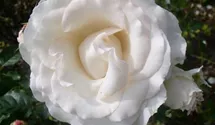 Rosa (Teehybride) 'José Carreras'®
