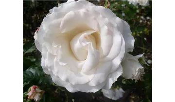 Rosa (Teehybride) 'José Carreras'®