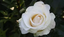 Rosa (Teehybride) 'José Carreras'®