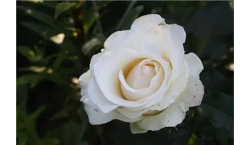 Rosa (Teehybride) 'José Carreras'®