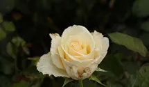 Rosa (Teehybride) 'José Carreras'®