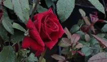 Rosa (Teehybride) 'Miss Schweiz'®