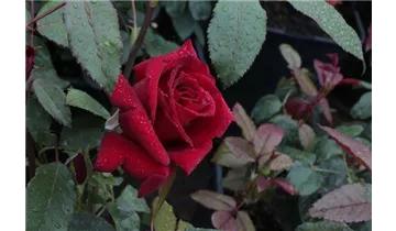 Rosa (Teehybride) 'Miss Schweiz'®