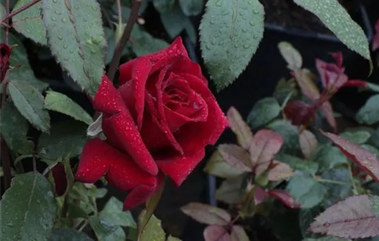 Rosa (Teehybride) 'Miss Schweiz'®