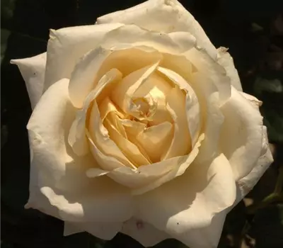 Rosa (Teehybride) 'My Girl'