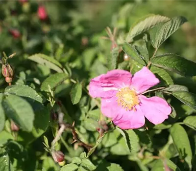 Rosa (Wildrose) 'Majalis'