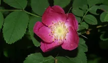 Syn. 'Rosa alpina', Alpen-Hagrose, Alpenheckenrose