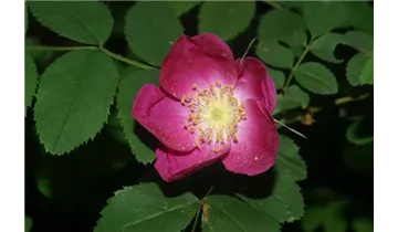 Syn. 'Rosa alpina', Alpen-Hagrose, Alpenheckenrose