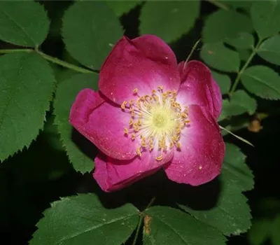 Rosa (Wildrose) 'Pendulina'
