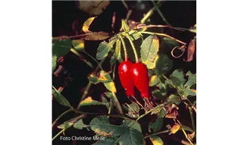 Syn. 'Rosa alpina', Alpen-Hagrose, Alpenheckenrose