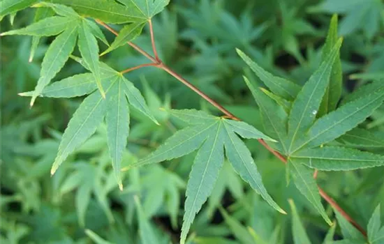 Acer palmatum