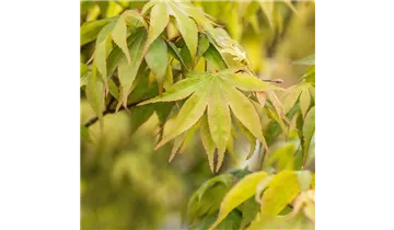 Japan. Ahorn, Fächerahorn
