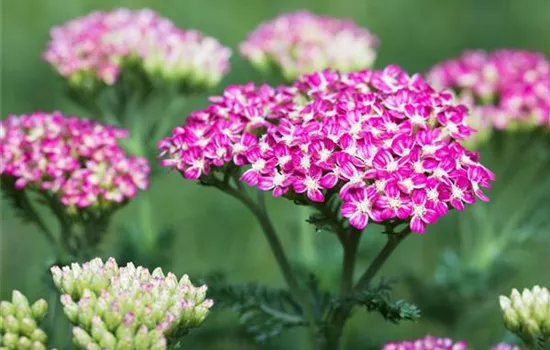 Achillea millefolium 'Cerise Queen'