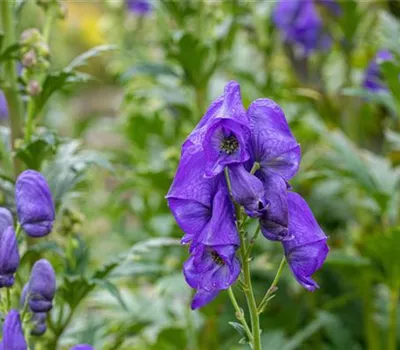 Aconitum carmichaelii 'Arendsii' Aconitum carmichaelii 'Arendsii'