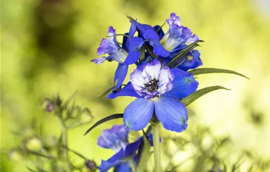 Blumenbeete in Blau und Violett Blumenbeete in Blau und Violett