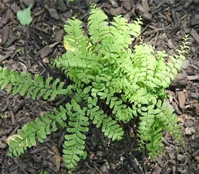 Adiantum pedatum