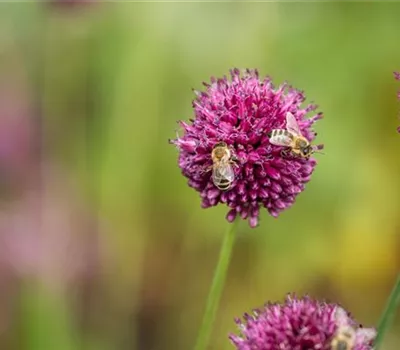 Allium sphaerocephalon