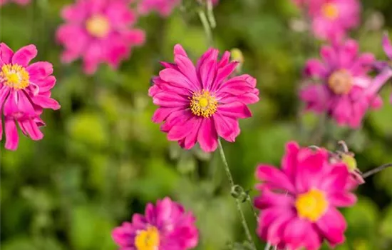 Anemone hybrida (x) 'Bressingham Glow'