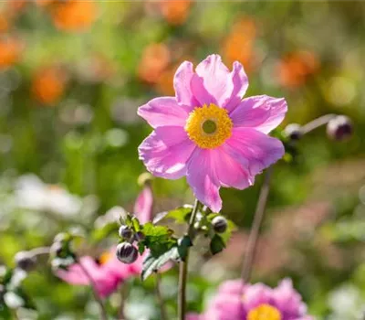 Anemone hybrida (x) 'Serenade'