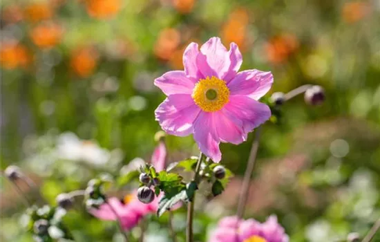 Anemone hybrida (x) 'Serenade'
