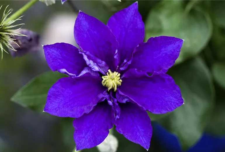 Clematis 'Diamantina' Clematis 'Diamantina'