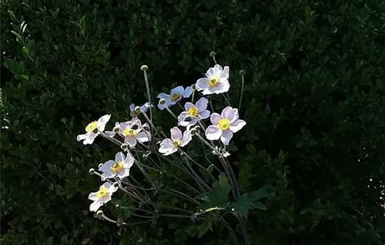 Anemone hybrida (x) 'Whirlwind'