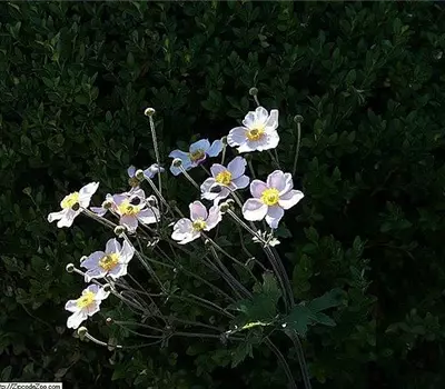 Anemone hybrida (x) 'Whirlwind'