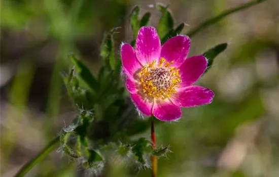 Anemone multifida 'Rubra'