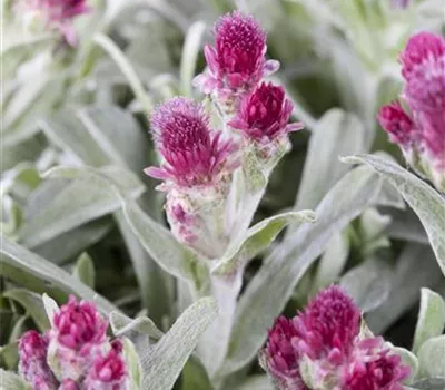Antennaria dioica 'Rotes Wunder'