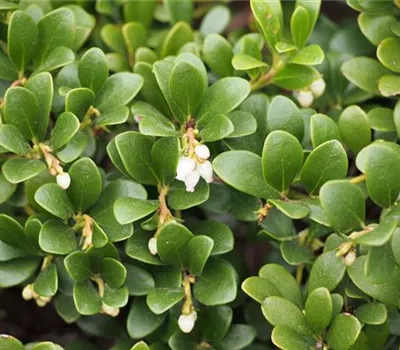 Arctostaphylos uva-ursi Arctostaphylos uva-ursi