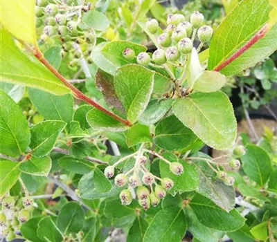Aronia prunifolia (x) 'Nero'