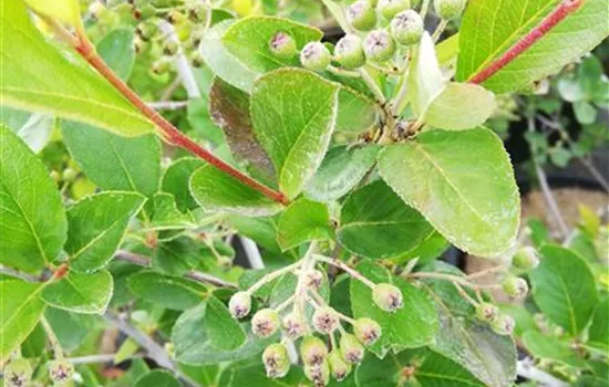Aronia prunifolia (x) 'Nero'