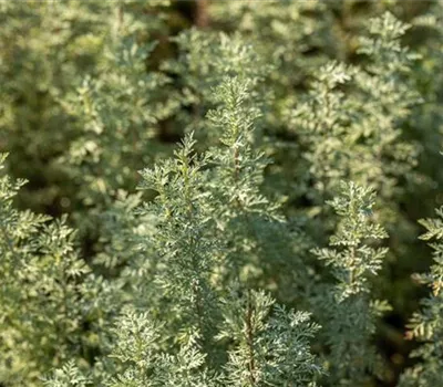 Artemisia absinthium