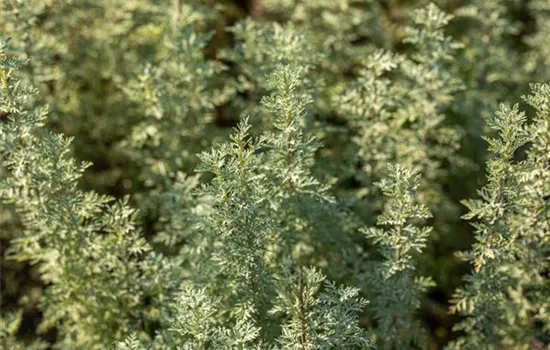 Artemisia absinthium