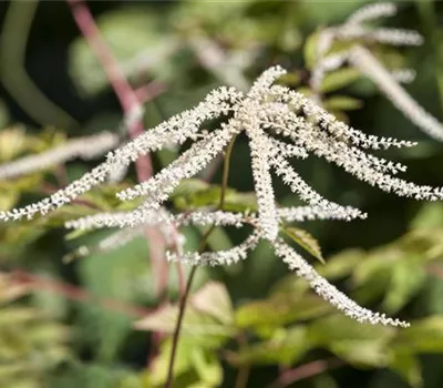 Aruncus dioicus