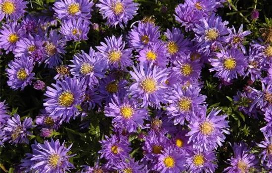 Aster alpinus 'Goliath'