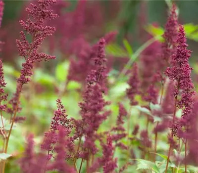 Astilbe (Arendsii-Gruppe) 'Fanal'