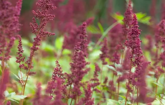 Astilbe (Arendsii-Gruppe) 'Fanal'