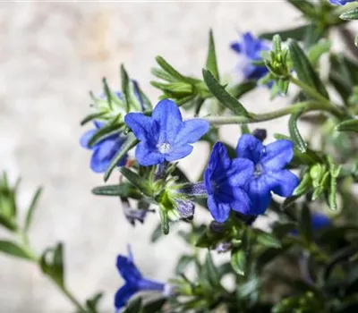 Buglossoides purpurocaerulea