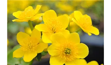 Sumpfdotterblume