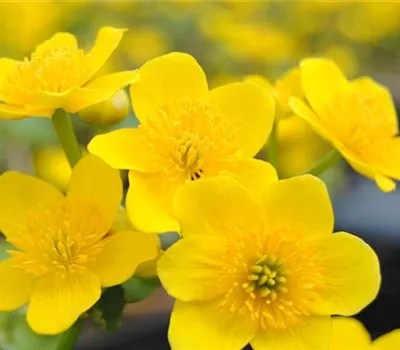 Caltha palustris