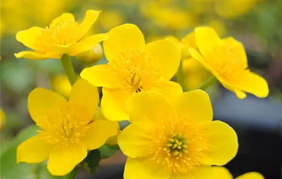 Caltha palustris
